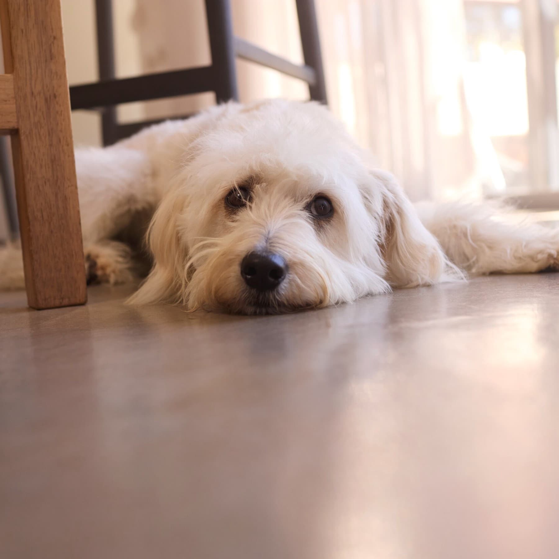 Un chien couché sur le sol du salon | Vaillant