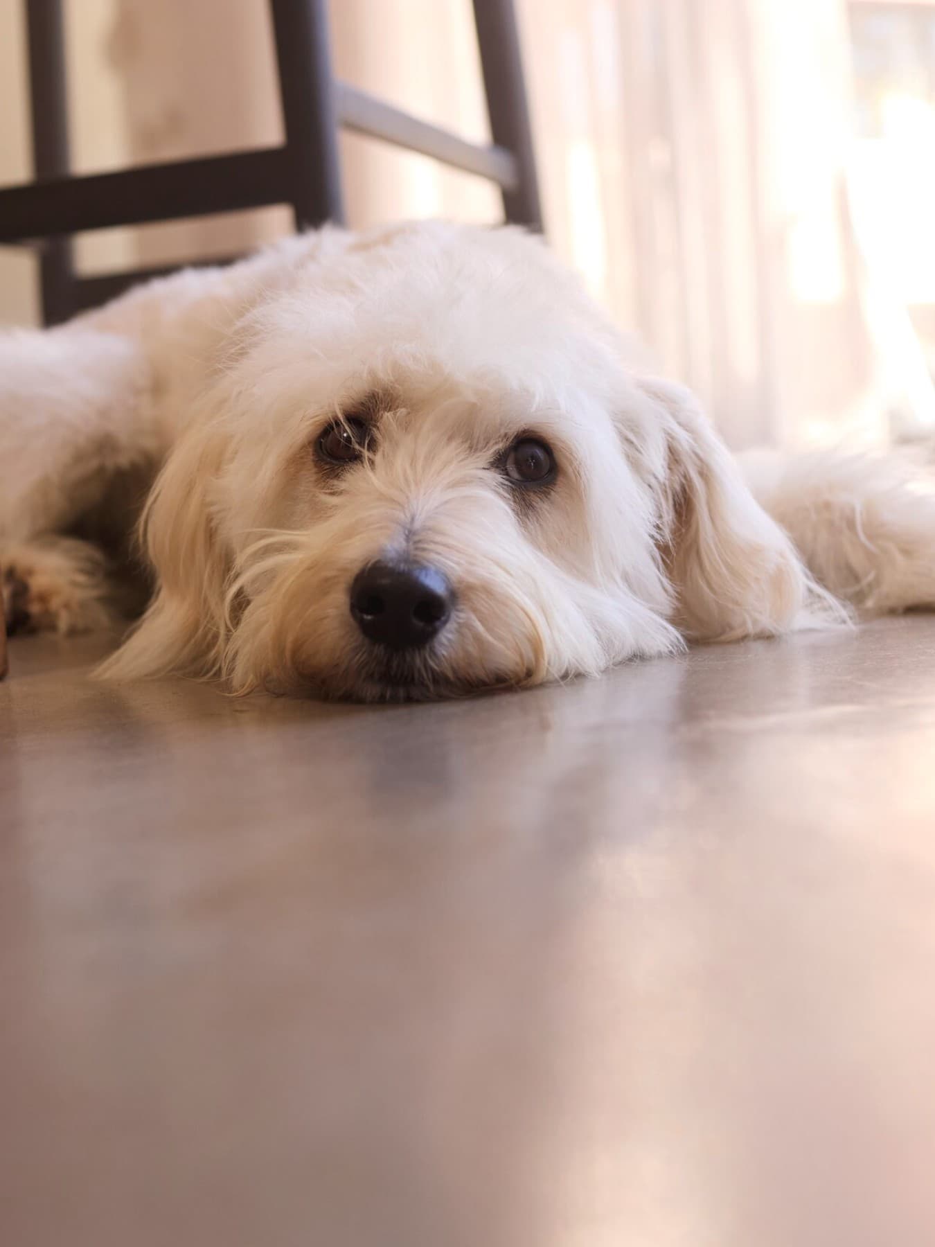 Un chien couché sur le sol du salon | Vaillant