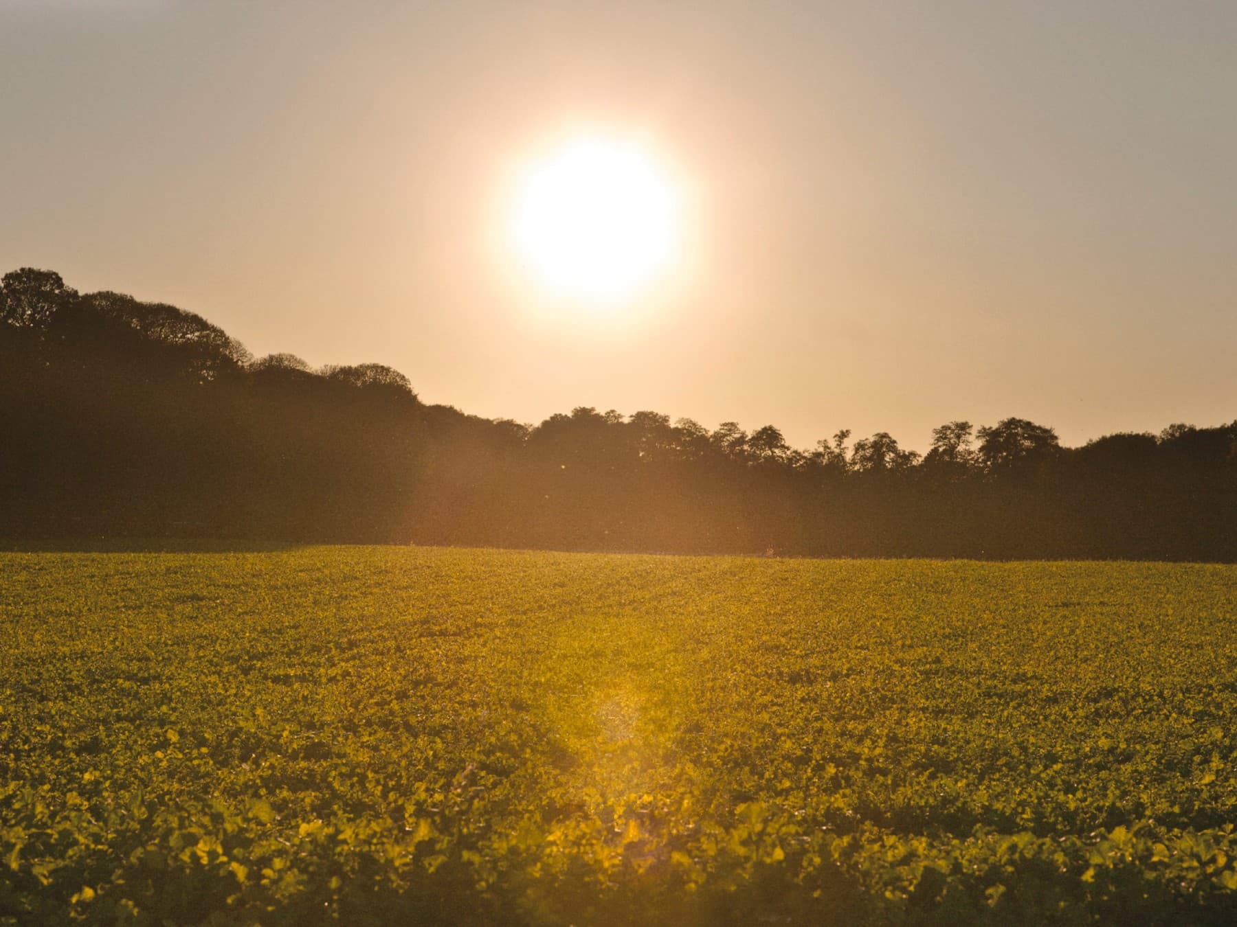 Vue d'un soleil couchant dans la campagne | Vaillant