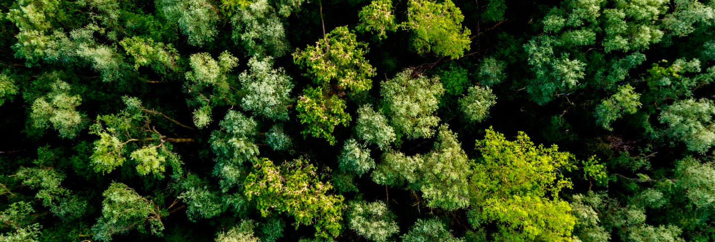 Vue aérienne d'une forêt | Vaillant