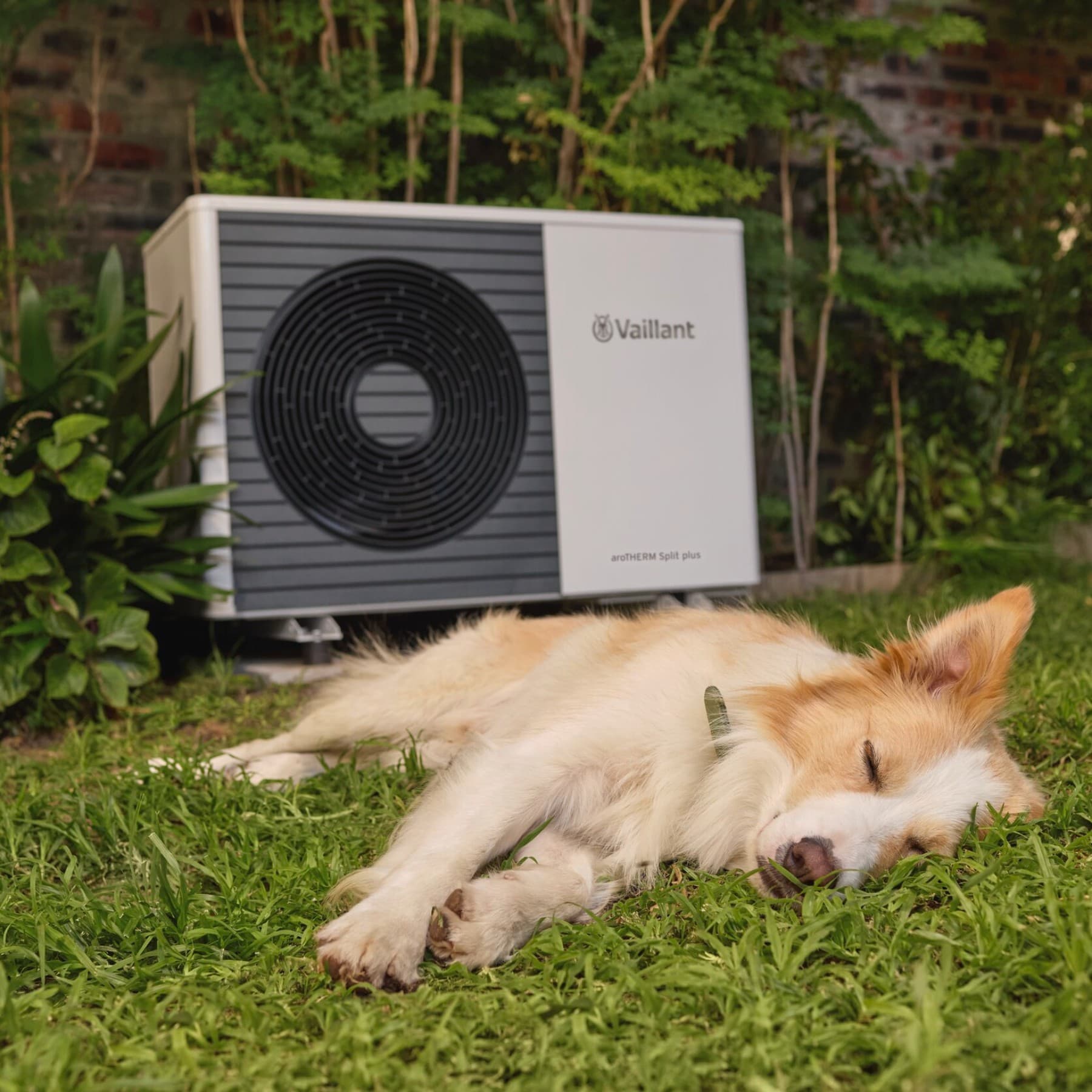 Chien dormant près d'une pompe à chaleur | Vaillant