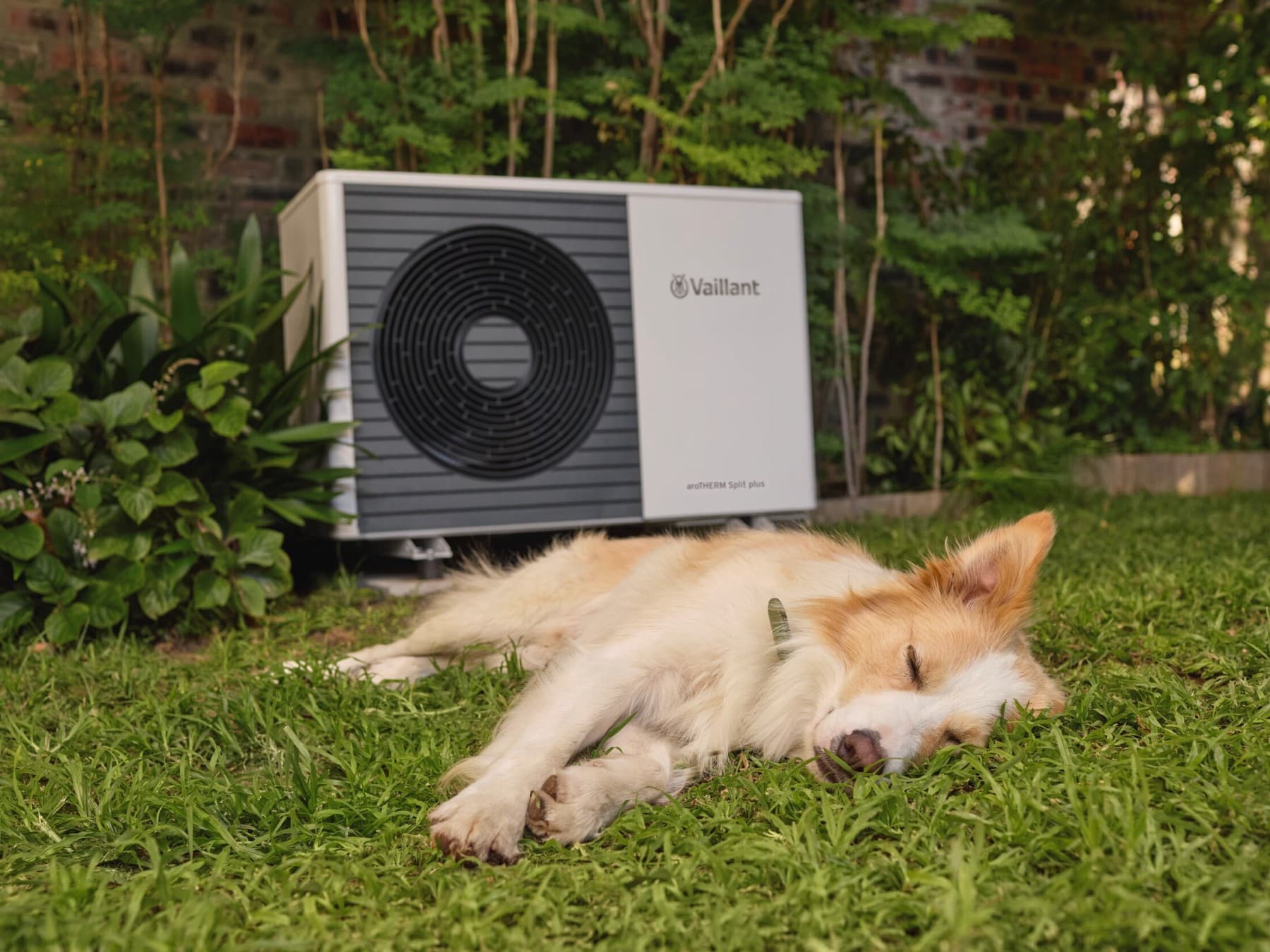 Chien dormant près d'une pompe à chaleur | Vaillant