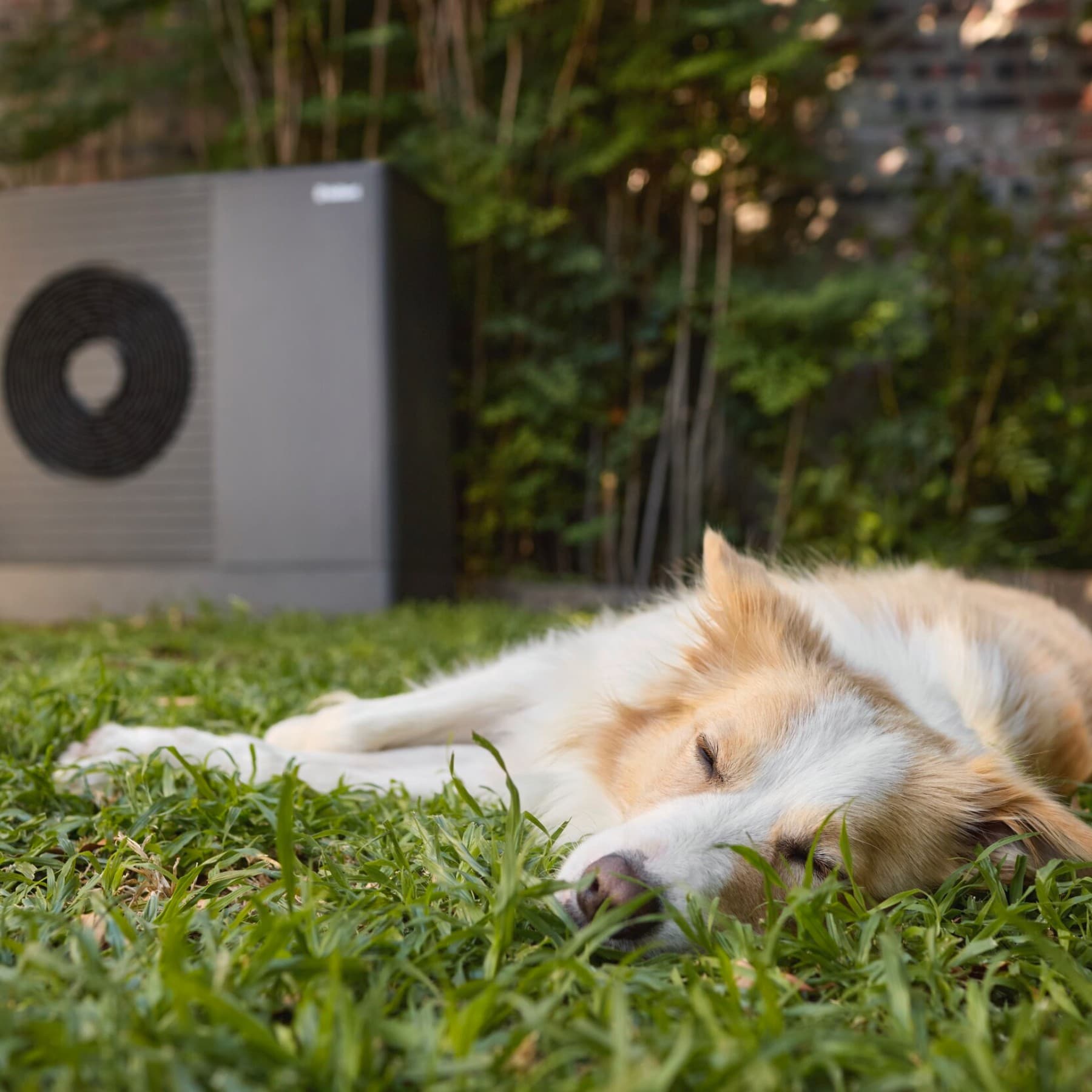 Chien dormant devant une pompe à chaleur | Vaillant