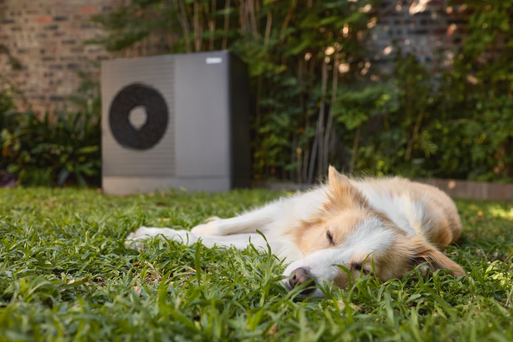 Chien dormant devant aroTHERM plus | Vaillant