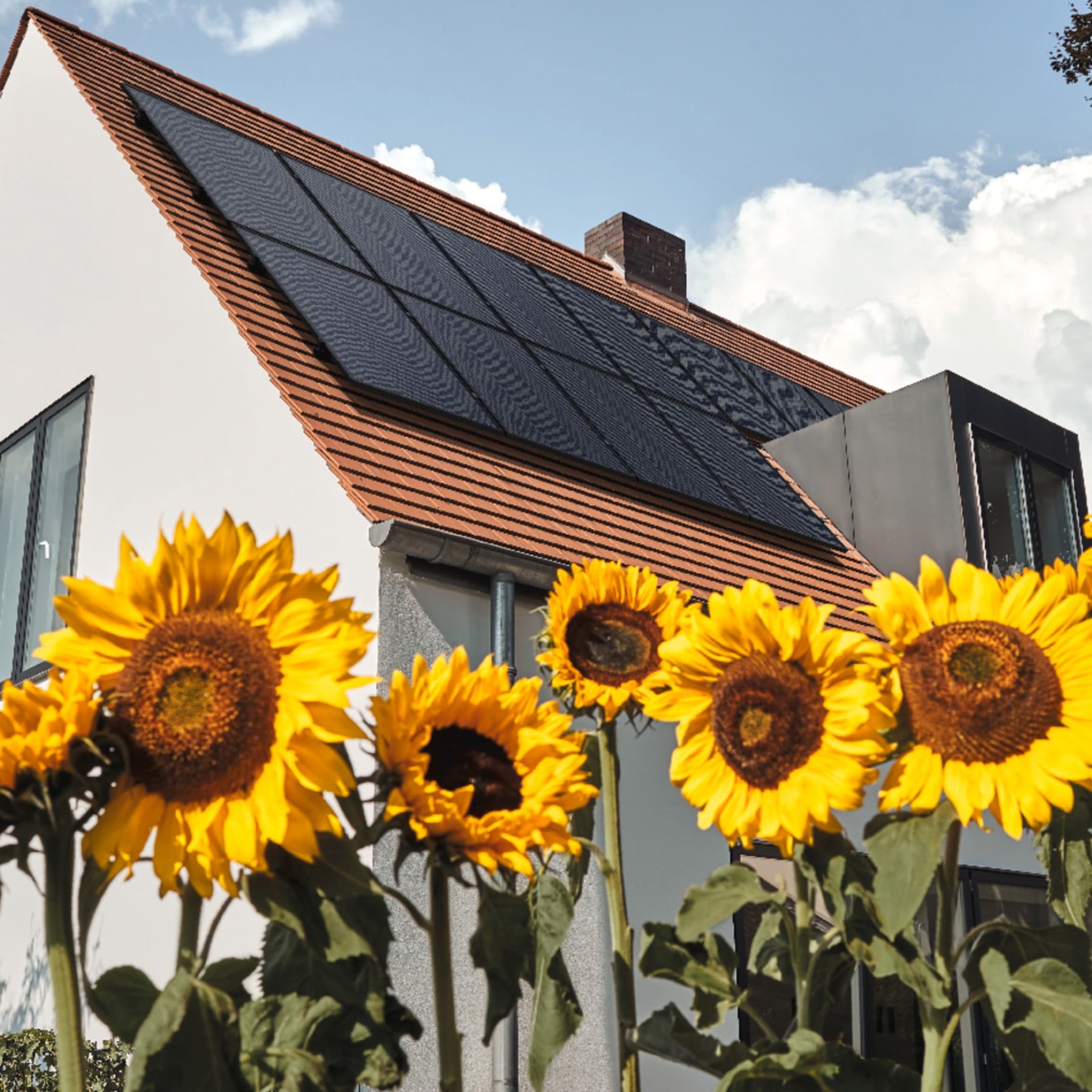 Une maison se dresse derrière de grands tournesols. Des panneaux solaires sont installés sur le toit afin d'utiliser l'énergie solaire pour produire de l'électricité | Vaillant